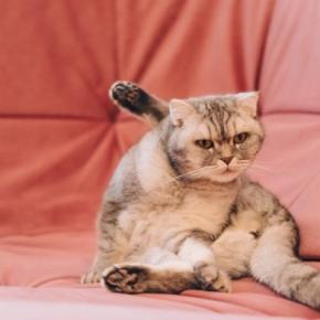 猫の『おしりから液体が出る』ときの原因3つ　病気の可能性や適切な対処法も解説