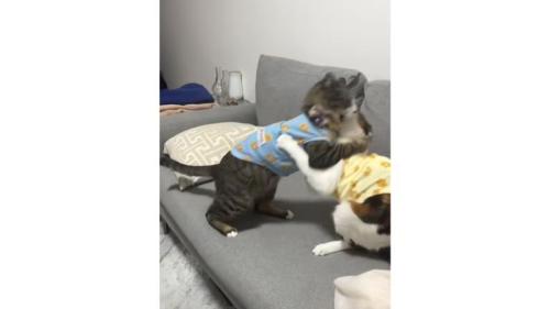 ケンカしている猫たち