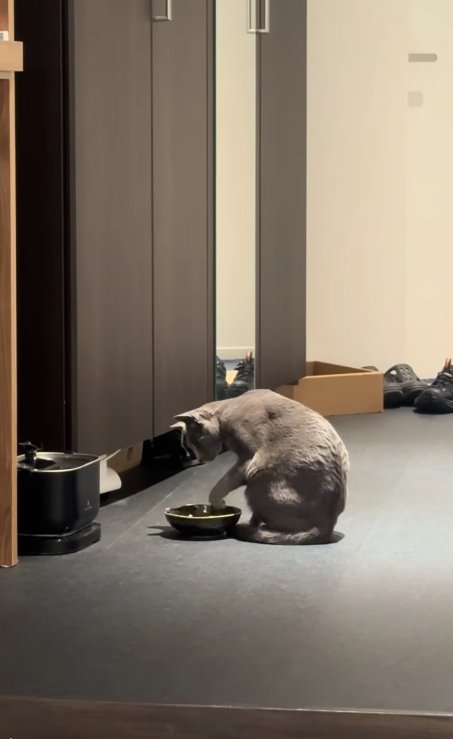 お皿の上で左前足を曲げている猫