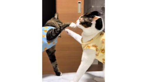 ケンカしている猫たち