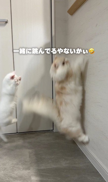 ジャンプする2匹の猫