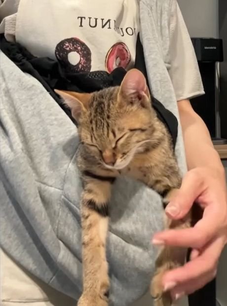 抱っこ紐の中で前足をなでられている猫