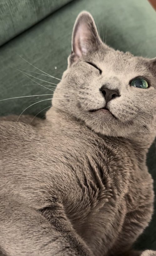 片目を瞑っている猫の顔アップ