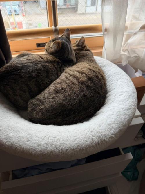 猫ベッドで寝る猫たちの背中