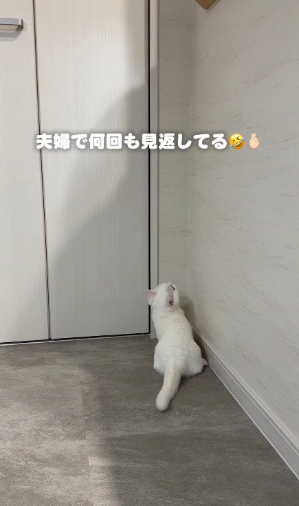 虫を見ている子猫