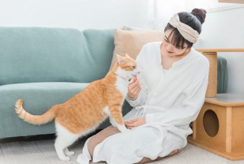 おやつをもらう猫