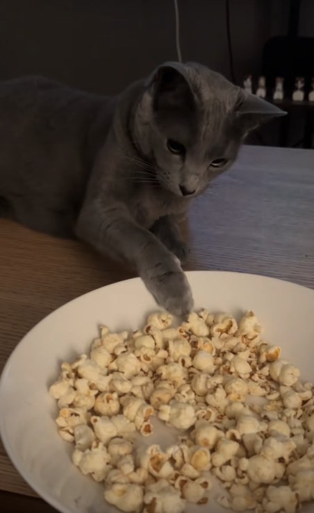ポップコーンのお皿に手を伸ばしている猫
