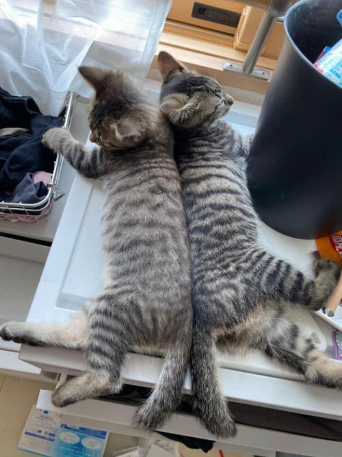 背中合わせの子猫たち