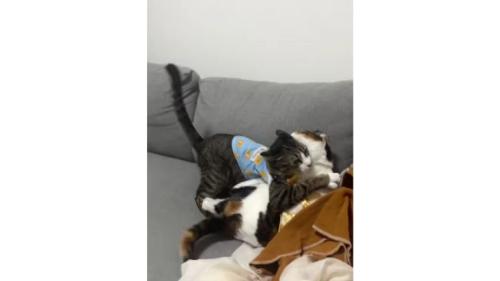 ケンカしている猫たち