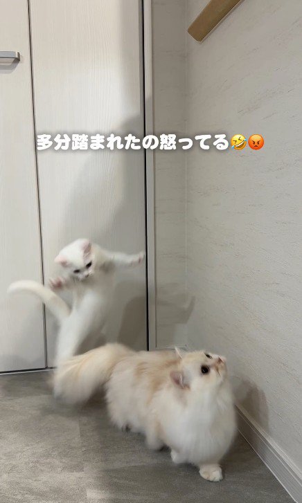 猫に飛びかかる子猫