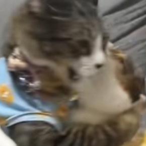 ソファの上で喧嘩し始めた２匹の猫→お腹に連続キックを食らって…予想外の『鳴き声』に１万いいね「おもちゃみたいｗ」「ビブラートｗ」