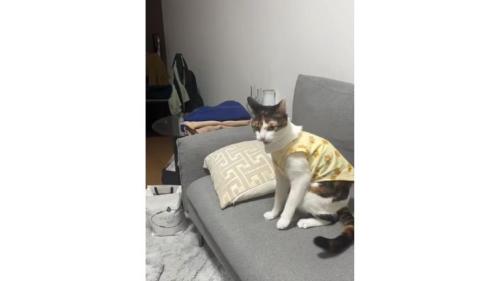 ケンカしている猫たち