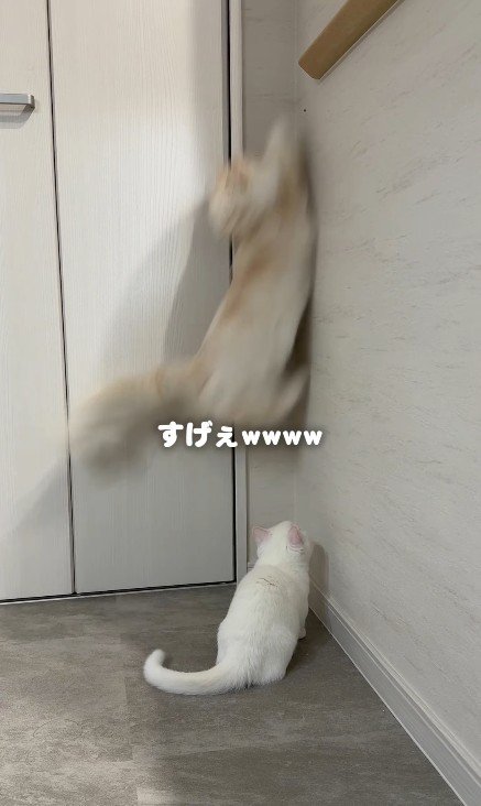 ジャンプする猫