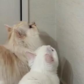 虫を狙ってジャンプするも届かない子猫→『兄猫』が登場すると…爆笑の展開が88万再生「心温まる展開かと思ったらｗ」「一緒に飛んでるｗ」