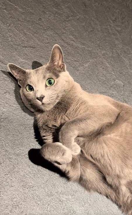 両前足をくっつけて寝転がっている猫の上半身