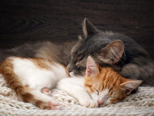 寄り添って寝る親子猫