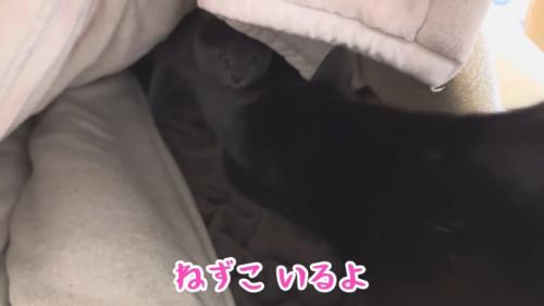 テロップ「ねずこいるよ」