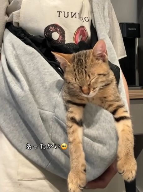抱っこ紐の中で眠る猫