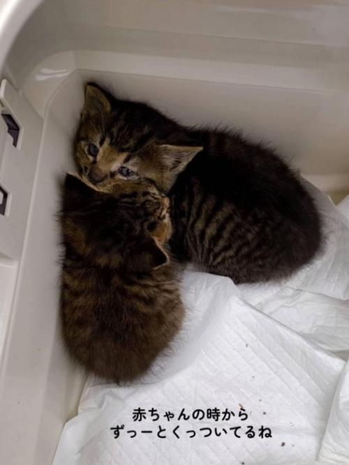 隅で固まる2匹の子猫
