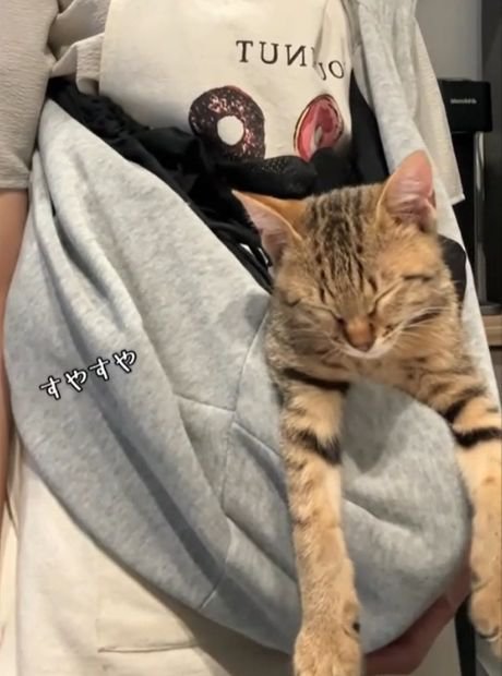 目を閉じて眠る猫