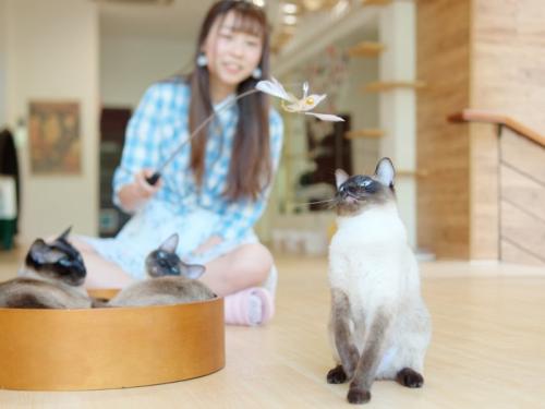 猫と遊ぶ女性