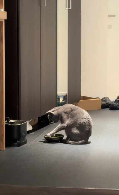 お皿の中に真っ直ぐ伸ばした左前足を入れようとしている猫