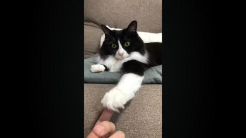 肉球にタッチ