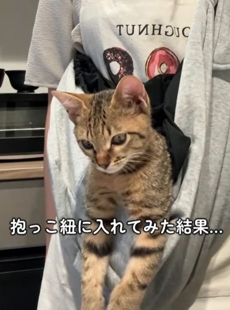 抱っこ紐の中で前足を伸ばし下を向く猫