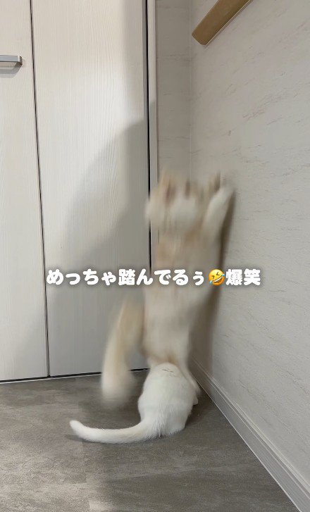 子猫を踏む猫