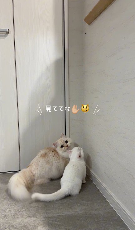 子猫と兄猫