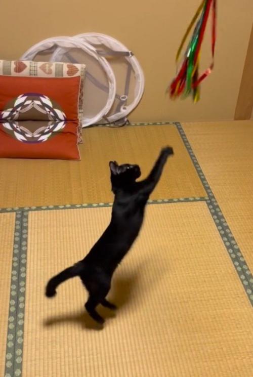 猫じゃらしに向かってジャンプする猫