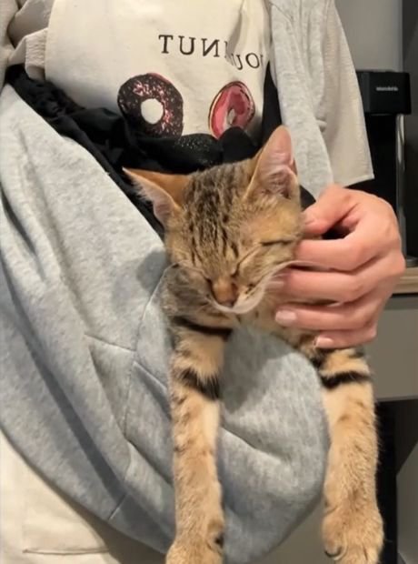 顔をなでられながら眠る猫