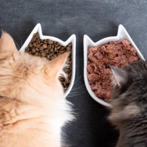 猫が快適にごはんを食べられる『食事場所』の条件3選　取り入れるべき理由や環境を整えるコツ