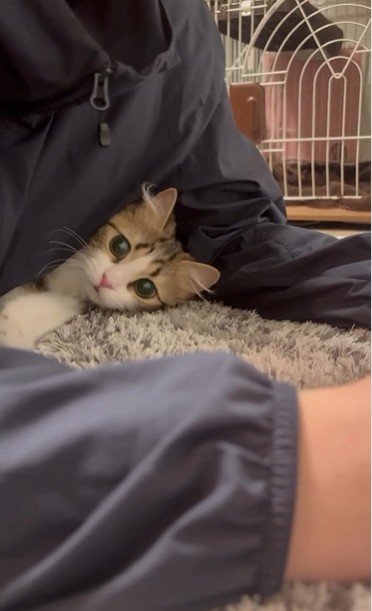 人の腕と体の間に入り込んでいる猫