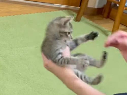 飼い主の手に手を出そうとする子猫