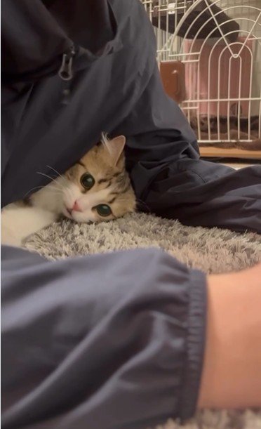 人の腕と体の間に入り込んでいる猫