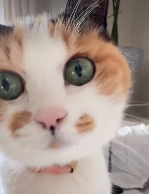 正面を見る猫