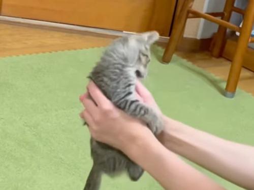 飼い主の手を齧る子猫