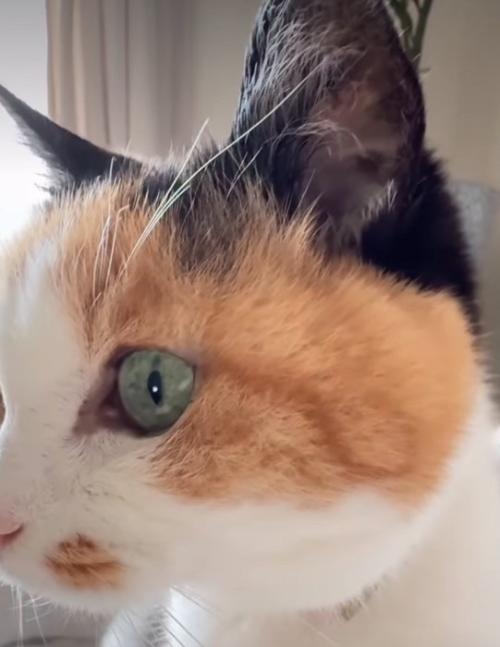 猫のほっぺ
