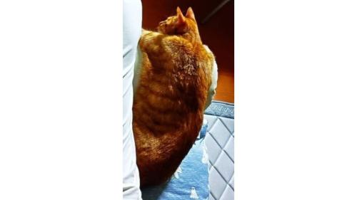 男性と猫