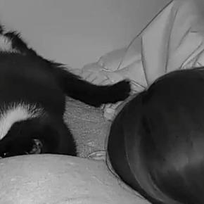 夜中の寝ているときの様子を『ペットカメラ』で確認したら…愛猫がとった行動に「あかん泣く」「尊すぎて涙が出てきた」と６万いいね