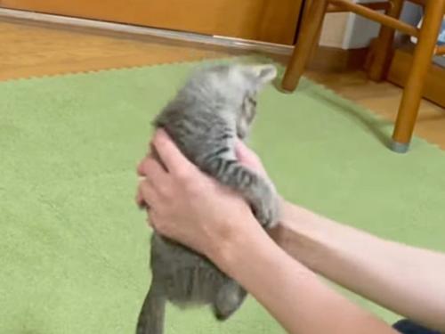 飼い主の手に噛みつく子猫