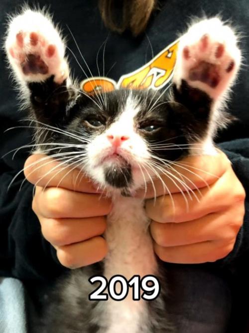 バンザイする子猫
