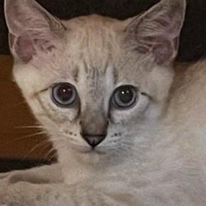 『白い毛色だった子猫』が、２年後…同じ猫とは思えない、激変した『現在の光景』に「柄が主張し過ぎてるｗ」「え、マジでだれｗ」と驚愕の声