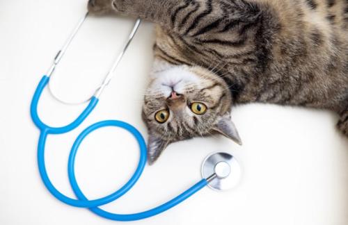 猫と聴診器