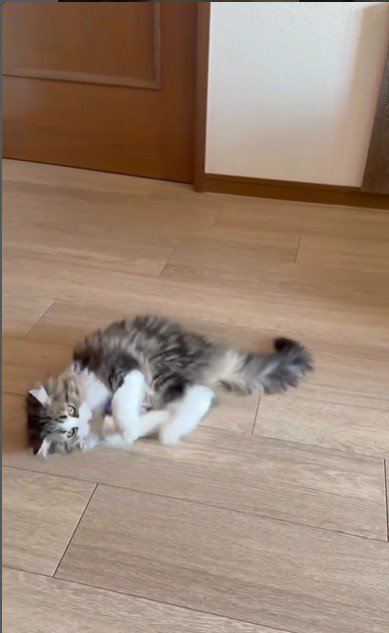 ボールを蹴っている猫