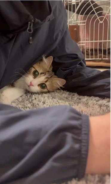 人の腕と体の間に入り込んでいる猫