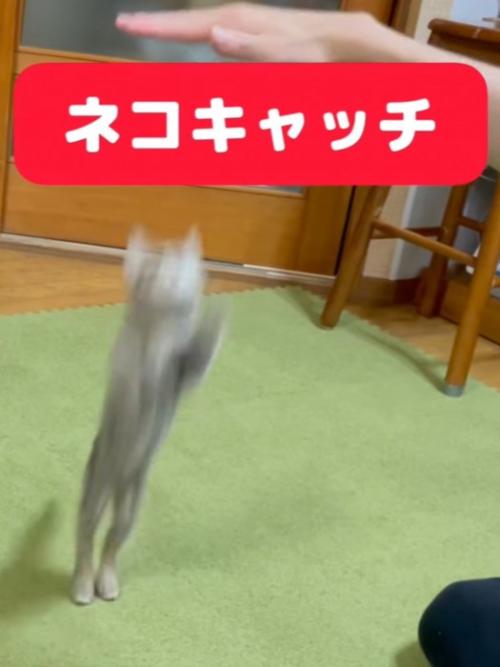 子猫が飛んだ瞬間