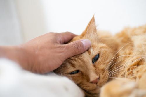 頭をなでられている猫