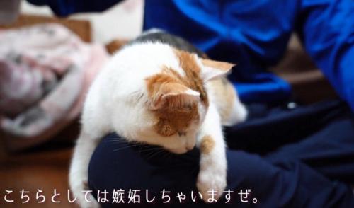 メロメロな猫